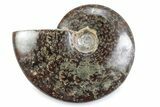 Polished Ammonite (Cleoniceras) Fossil - Madagascar #364946-1